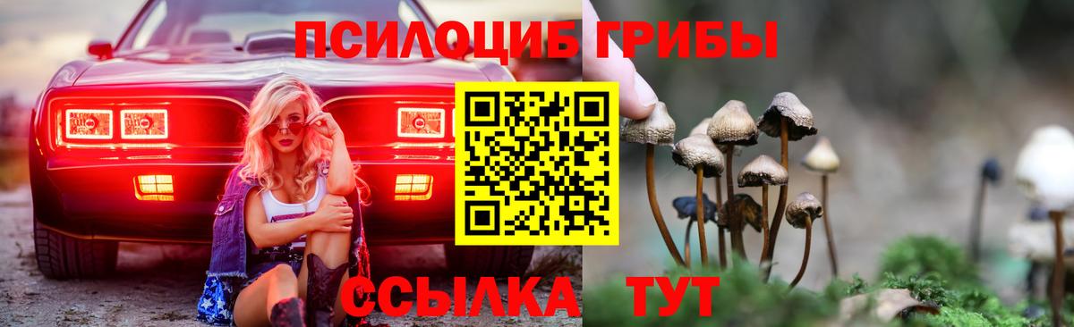 Пенза  хочу   Вход с VPN  Галлюциногенные грибы Cubensis 